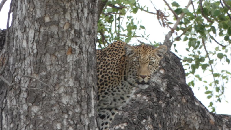 Leopard auf Baum stehend.jpg